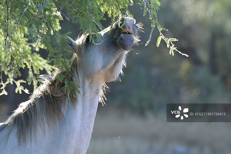 动物特写图片素材