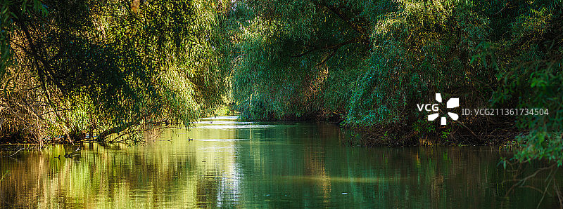 多瑙河三角洲，罗马尼亚森林湖泊的风景图片素材