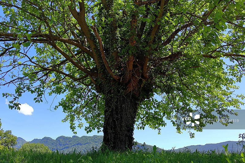仰视天空下的白杨树图片素材
