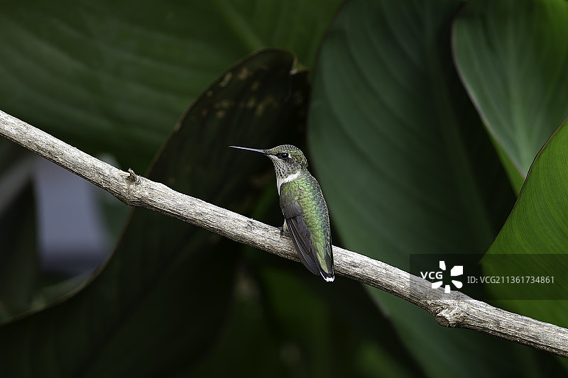 蜂鸟栖息在美人蕉叶附近（美国密苏里州高岭）图片素材