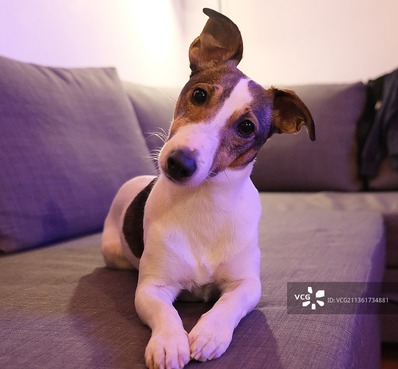 坐在沙发上的狗肖像（米兰，意大利）图片素材