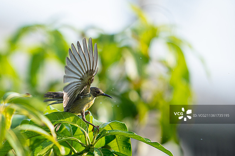 栖息在植物上的鸣禽特写，暖武里府，泰国图片素材