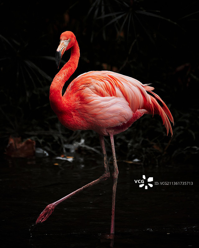 火烈鸟，马来西亚动物园图片素材