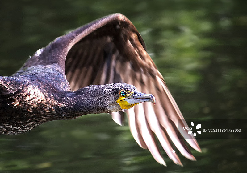 英国哈姆池塘上空飞翔的鸬鹚特写图片素材