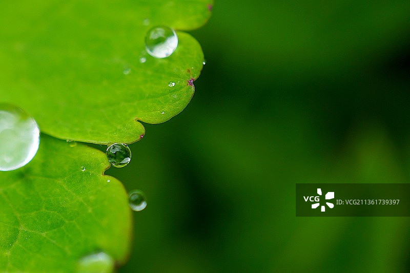 叶子上的水滴特写图片素材