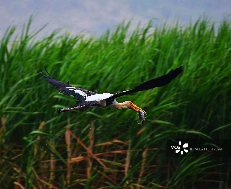 飞越草地的秃鹳特写图片素材