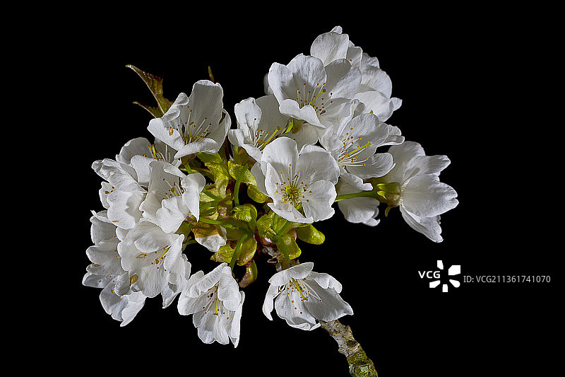 黑色背景下的白色花朵特写图片素材