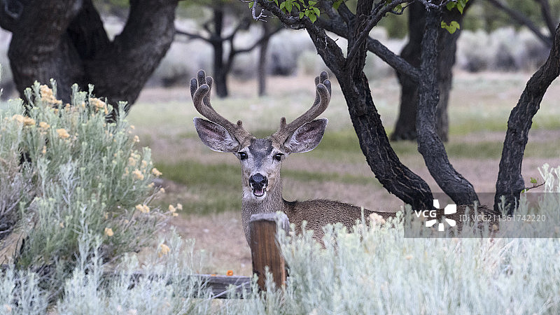 鹿吃杏子，站在森林植物中的白色鹿的画像，美国大盆地图片素材