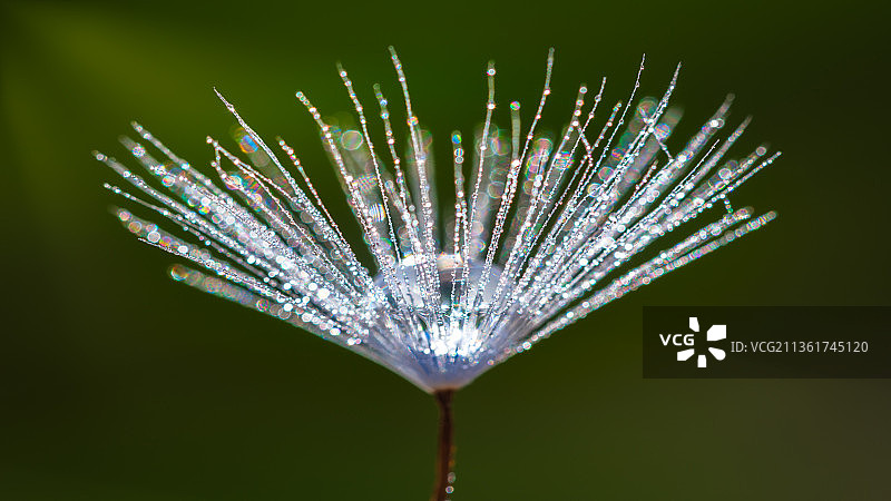 带露水的蒲公英种子特写图片素材