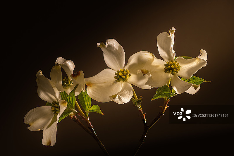 黑色背景下的白色茱萸花特写图片素材