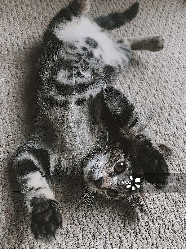 地毯上睡觉的狗俯视图，美国图片素材