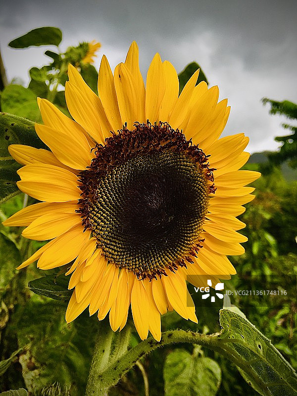 向日葵特写图片素材