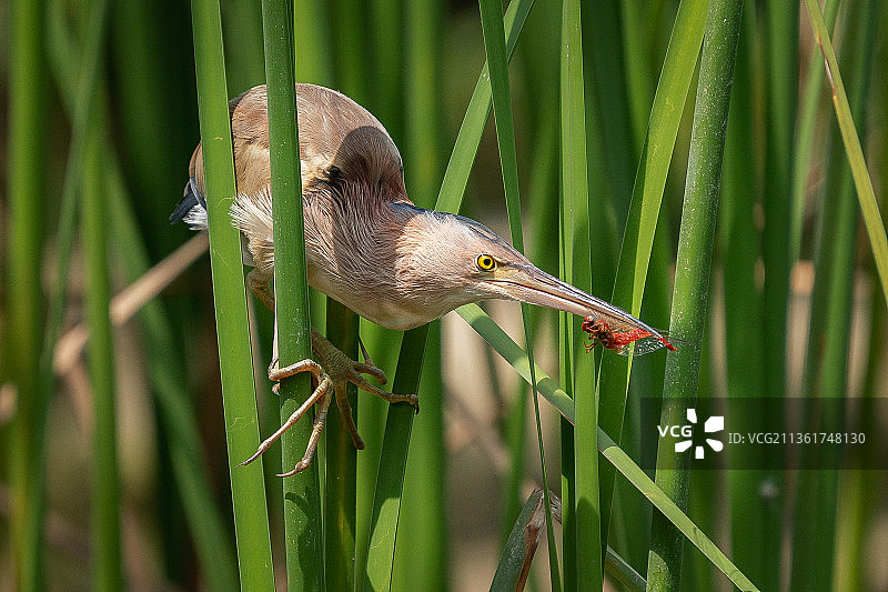 栖息在植物上的苍鹭特写图片素材
