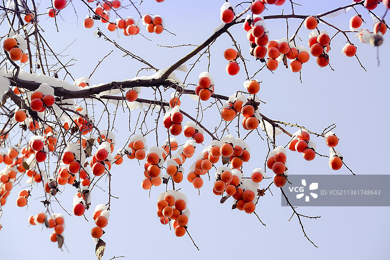 雪中的柿子图片素材