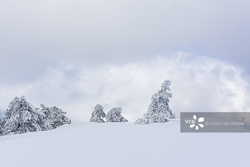 冬季针叶林纹理，雪山对天空的景色图片素材