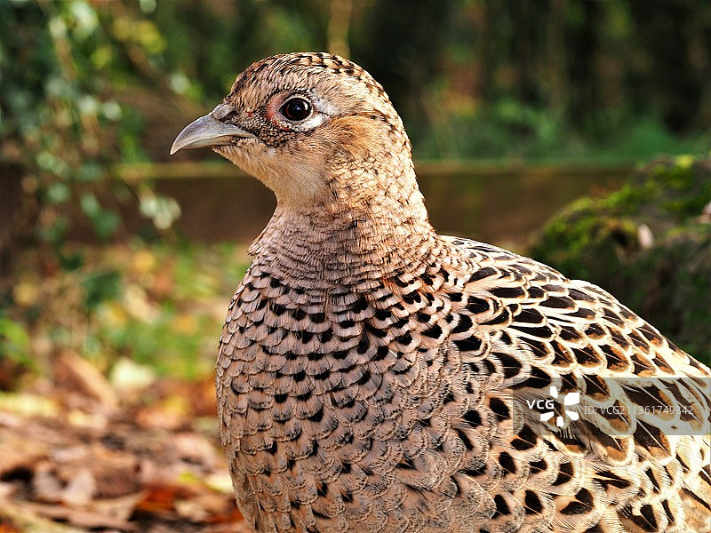 雌性雉鸡特写，英国莱顿莫斯保护区图片素材