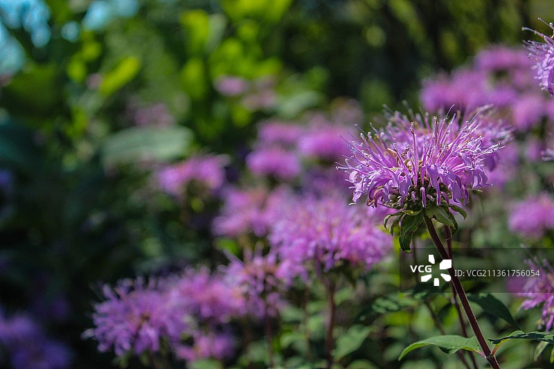 基诺沙港，紫色开花植物的特写图片素材