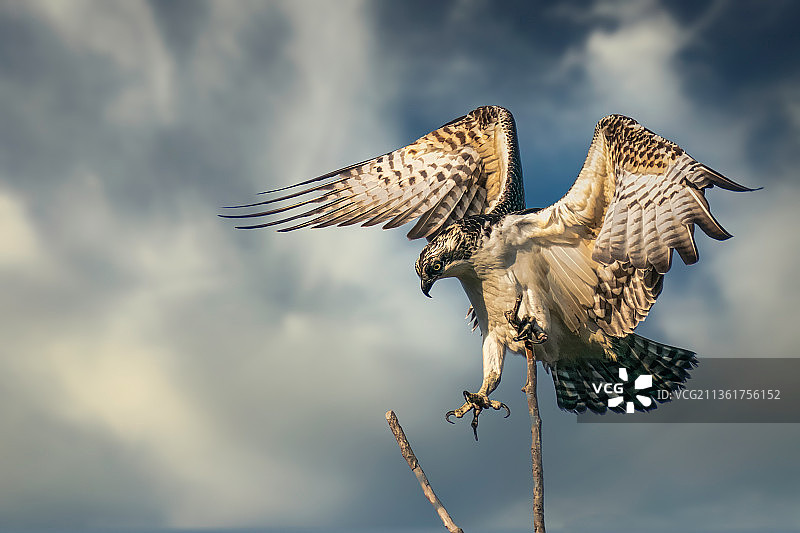 鱼鹰降落，加州科斯塔梅萨的雄鹰飞翔图片素材