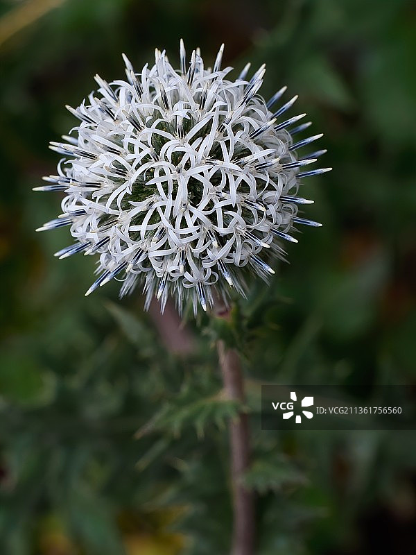 白色蓝刺头特写，斯德哥尔摩，瑞典图片素材