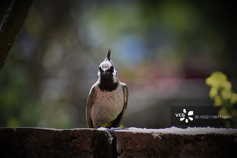 鸟类，热带鸣禽栖息在 retaining wall 上的特写，印度北阿坎德邦图片素材