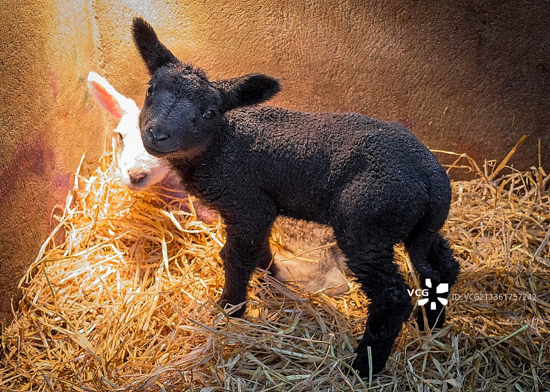 围栏里的小羊羔，高角度看田野里的牛图片素材