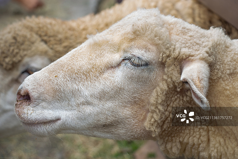 农场里可爱的绵羊12，绵羊特写图片素材