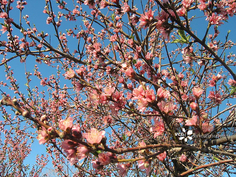 美国加利福尼亚州埃斯孔迪多杏花图片素材