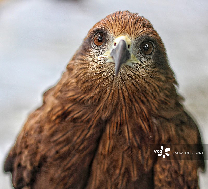 鸢特写肖像图片素材