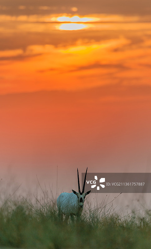 阿拉伯羚羊，日落时分长颈鹿在阿拉伯联合酋长国的天空下图片素材