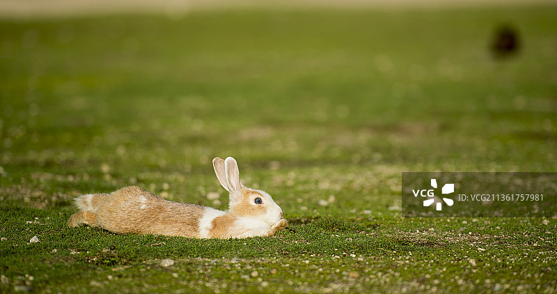 兔子在田野上的特写图片素材