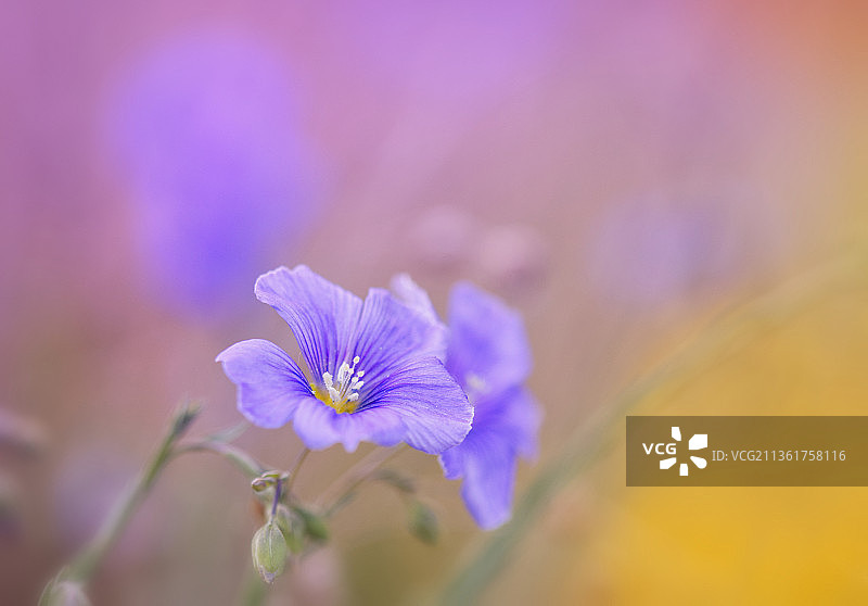 德国卡尔施塔特紫色植物特写图片素材