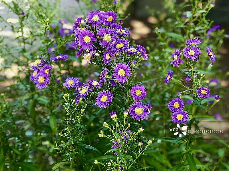 公园里的野菊花图片素材
