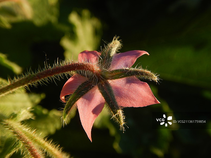 清晨光线下的琉璃苣，枯萎花的特写，奥地利维也纳图片素材