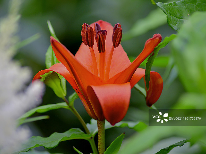 橙色百合花特写，俄罗斯图片素材