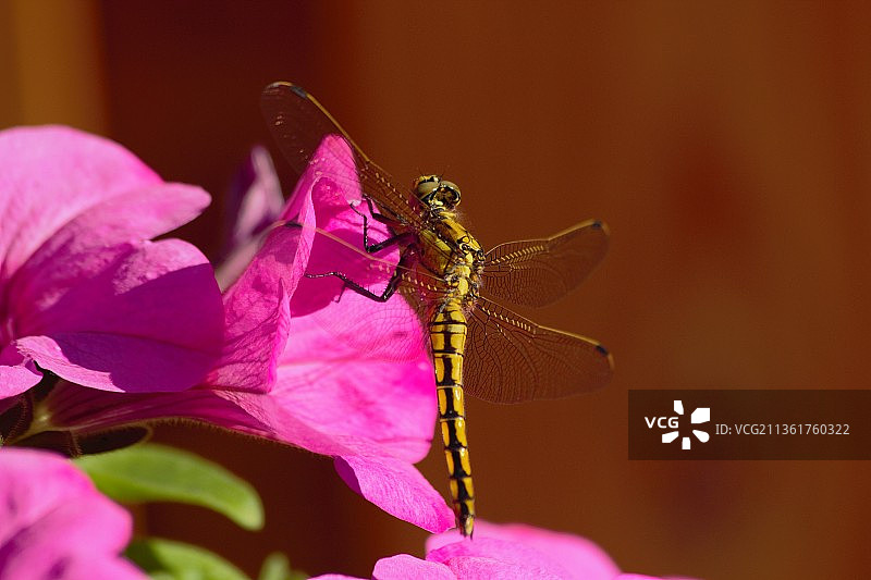 蜻蜓，粉色花朵上的昆虫特写图片素材