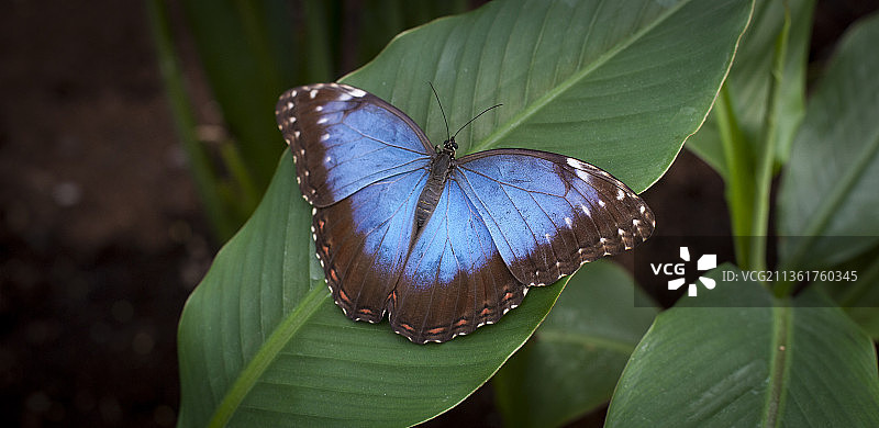 蓝色蝴蝶，叶子上蝴蝶的特写镜头图片素材