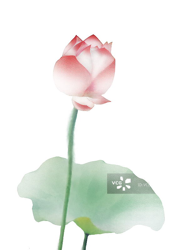 荷花素材图片素材