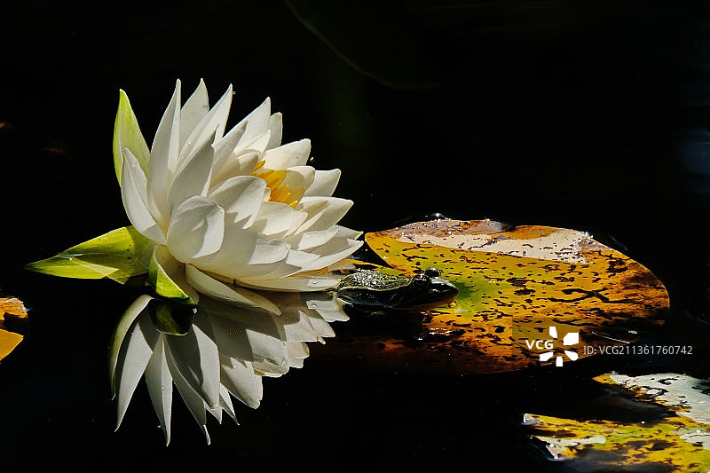荷花与青蛙，瑞士池塘中莲花特写图片素材