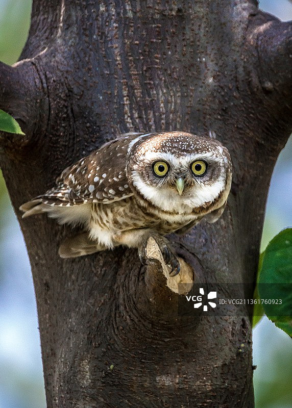 栖息在树上的大角鸮肖像图片素材