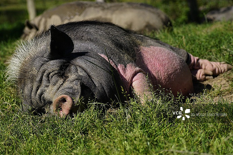 德国萨巴堡动物园田野里的大象特写图片素材