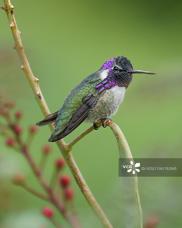 科斯塔蜂鸟特写，栖息在植物上，美国加利福尼亚州印第安维尔斯图片素材