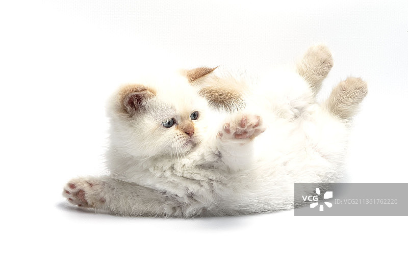 白色背景下的小狗特写图片素材