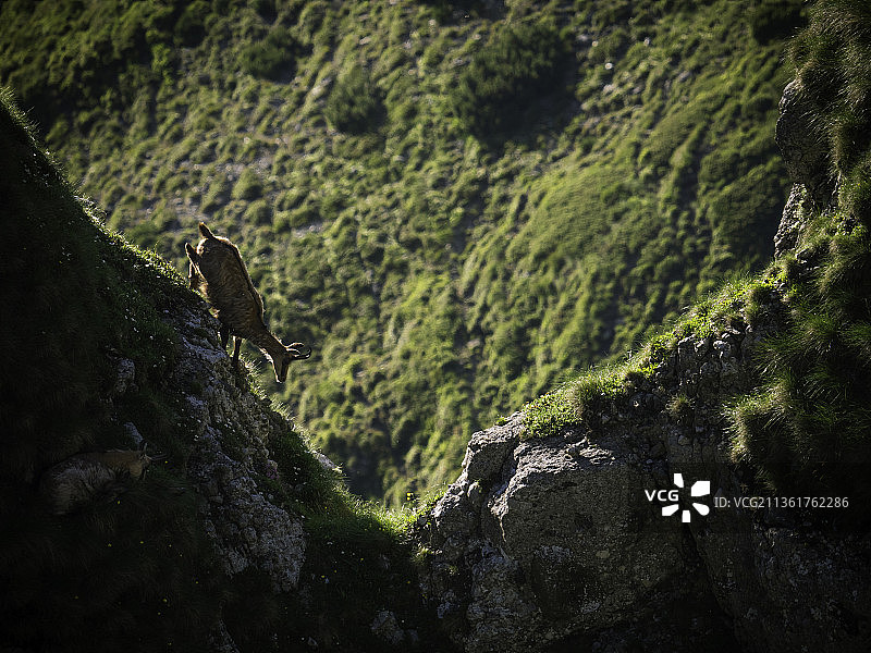 罗马尼亚布切吉自然公园喀尔巴阡山脉野生动物，栖息在岩石上的鸟类特写图片素材