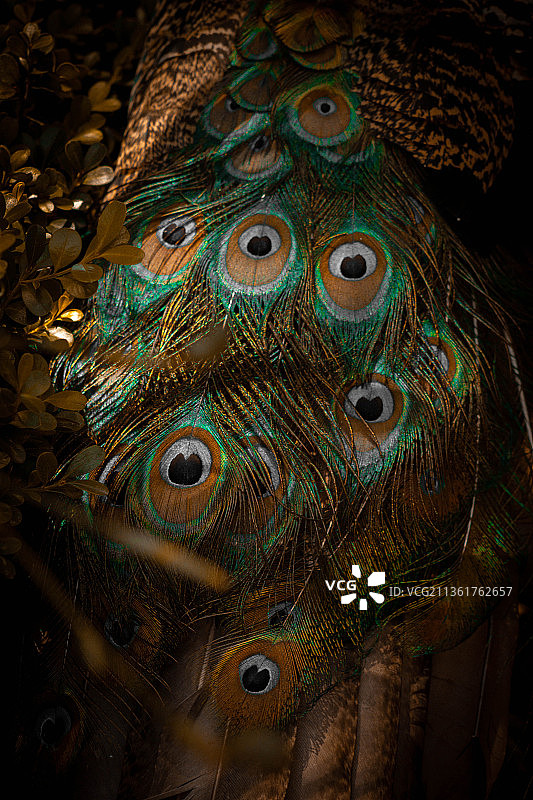 墨西哥特基斯基阿潘孔雀羽毛特写图片素材