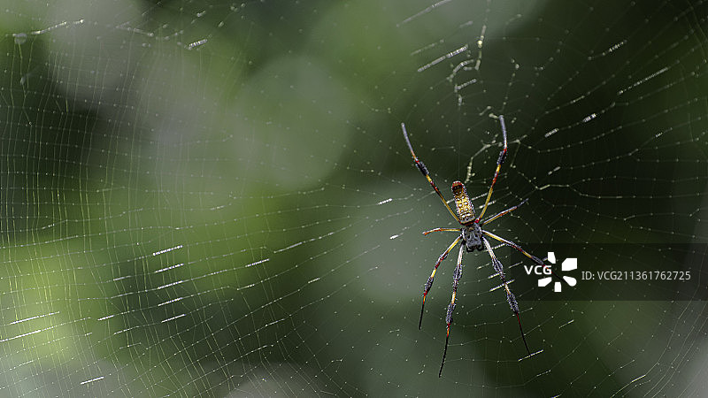 香蕉蜘蛛，美国蜘蛛网特写图片素材