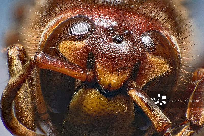 昆虫特写：大黄蜂图片素材