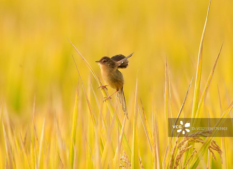 纯色山鹪莺图片素材