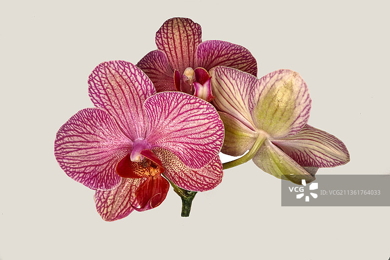 德国汉诺威白色背景下的粉色兰花特写图片素材