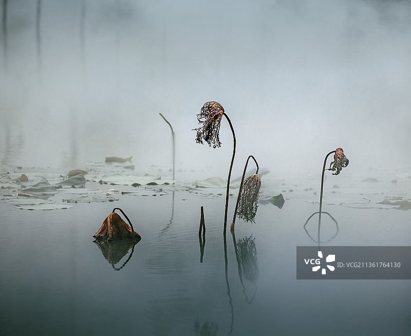 凄美残荷图片素材