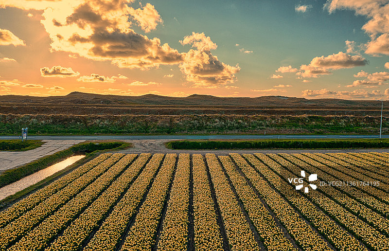 荷兰格鲁特凯腾附近沙丘上的日落图片素材